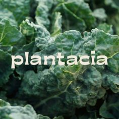 lettuce with the word plantacia written in white on top of it