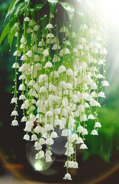 white flowers are hanging from the ceiling in the rain