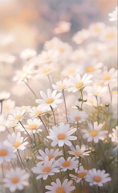 white and yellow daisies in the sunlight