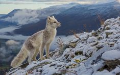 a white wolf standing on top of a snow covered mountain