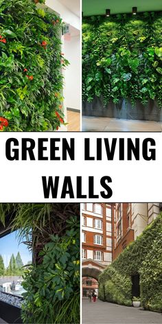 the green living walls in an office building