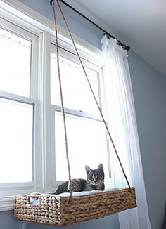 a cat laying on top of a window sill in a basket hanging from the ceiling