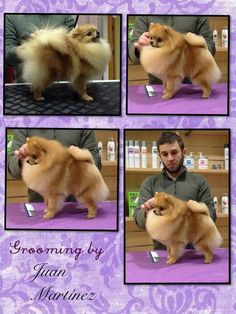 a man is grooming his pomeranian dog