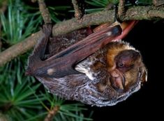 a bat hanging upside down on a tree branch