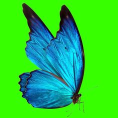 a blue butterfly flying in the air on a green screen with its wings spread out