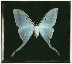 a large blue butterfly with white wings on it's back