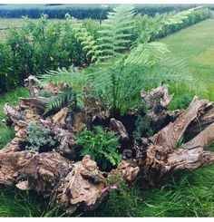 a tree stump with plants growing out of it in the middle of a grassy field