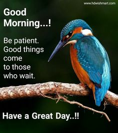 a blue and orange bird sitting on top of a branch with the words good morning