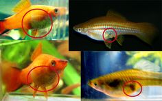 four different types of fish in an aquarium with red circles on the bottom and bottom