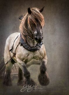 a white horse with brown mane and harness running