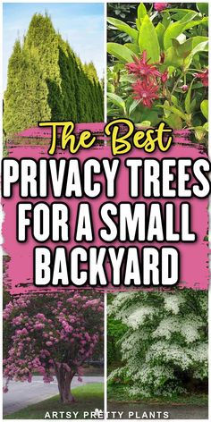 the best privacy trees for a small backyard