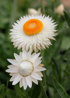 two white and orange flowers with green leaves in the backgrounnd, close up