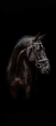 a brown horse with a bridle on it's head in the dark