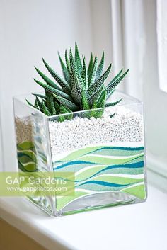 a small green plant sitting on top of a window sill