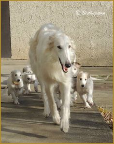 a large white dog walking down the street with several puppies in front of him