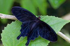 a black butterfly sitting on top of a green leaf