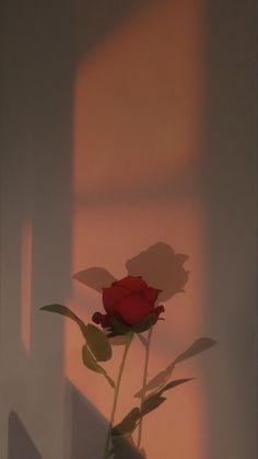 a single red rose in a white vase on a table with the shadow of a wall behind it