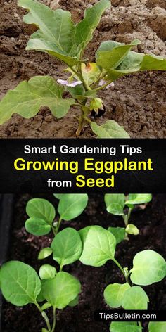 small green plants growing in dirt with text overlay that reads smart gardening tips growing eggplant from seed