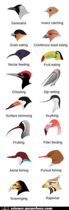 the different types of birds that can be seen in spanish