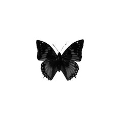 a black and white photo of a butterfly