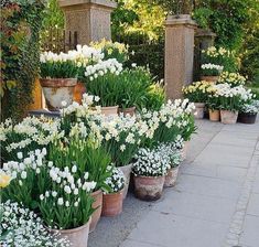 many potted plants with white flowers in them on the sidewalk next to some trees