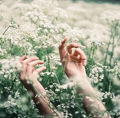 two hands reaching for each other in the middle of a field with white flowers and grass