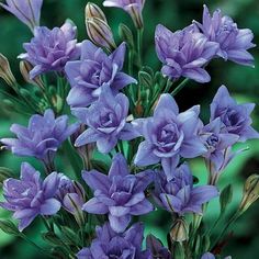 purple flowers with green leaves in the background