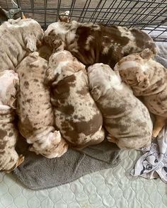 several puppies are curled up in a pile on a blanket next to a wire cage