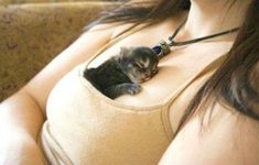 a woman holding a small kitten in her chest