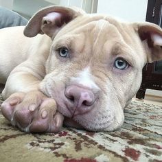 a brown dog laying on top of a carpet covered in hearts