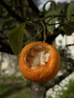 an orange that has been peeled and is hanging from a tree