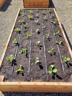 a garden bed with plants growing in it