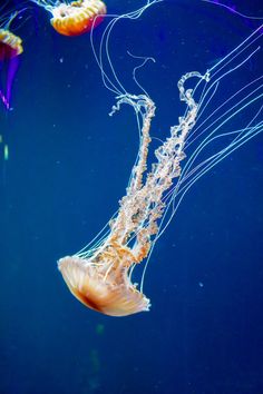 jellyfish swimming in an aquarium with blue water