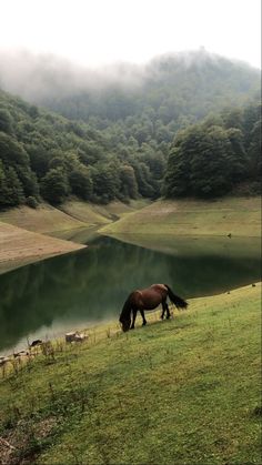 a horse grazes on grass next to a lake