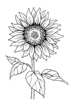 Sunflower Stamp, Sunflower Coloring Pages, Sunflower Images, Sunflower Drawing, Cool Pencil Drawings, White Drawing, Soyut Sanat Tabloları, Pola Sulam