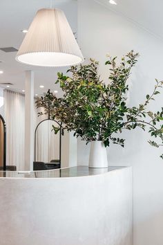 a plant in a vase sitting on top of a counter next to a light fixture