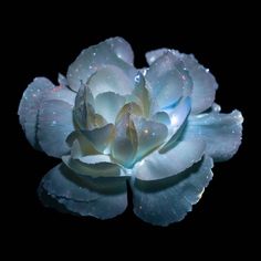 a blue flower with water droplets on it's petals and the words, bud design