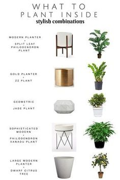 an info sheet describing the different types of plants in pots and vases that are labeled