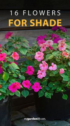 pink flowers in black pots with text overlay that reads, 16 flowers for shade