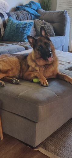 a large brown dog laying on top of a footstool in a living room