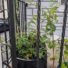 Orange Trumpet Climbing Vine 4' in Pot - Etsy