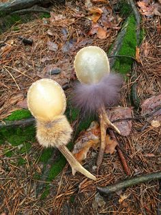 two mushrooms are sitting on the ground in the woods