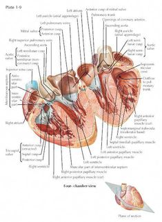 an image of the human heart with labels