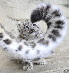 a baby snow leopard standing on its hind legs with it's front paws in the air