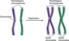 two different types of toothbrushes labeled in the diagram below are homosomes and epiletic