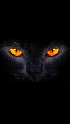 a black cat's face with glowing orange eyes in the dark, looking at the camera