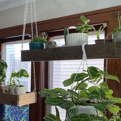 several plants are hanging from wooden shelves in the window sill, and one plant is green