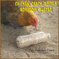 CHICKEN CRACK BOTTLES Use a 1/2" drill bit to drill holes in empty plastic bottles, add chicken scratch (aka: chicken crack) and watch the fun break out! Provide several bottles to the flock at once to avoid conflict & fowl penalties. Empty Plastic Bottles, Chicken Toys, Chicken Treats, Chicken Chick, Keeping Chickens, Building A Chicken Coop