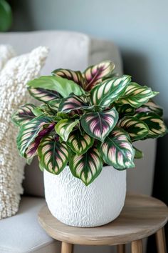 a potted plant sitting on top of a wooden table next to a white pillow