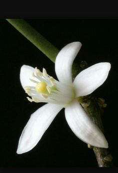 I want to get a tattoo of this Lemon Blossom. The meaning of it is something i need. Lemon Blossoms, Weather Underground, Immersive Experience, Weather Forecast, Blossom, Lemon